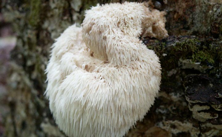 Micoterapia: ecco il fungo salva stomaco e intestino